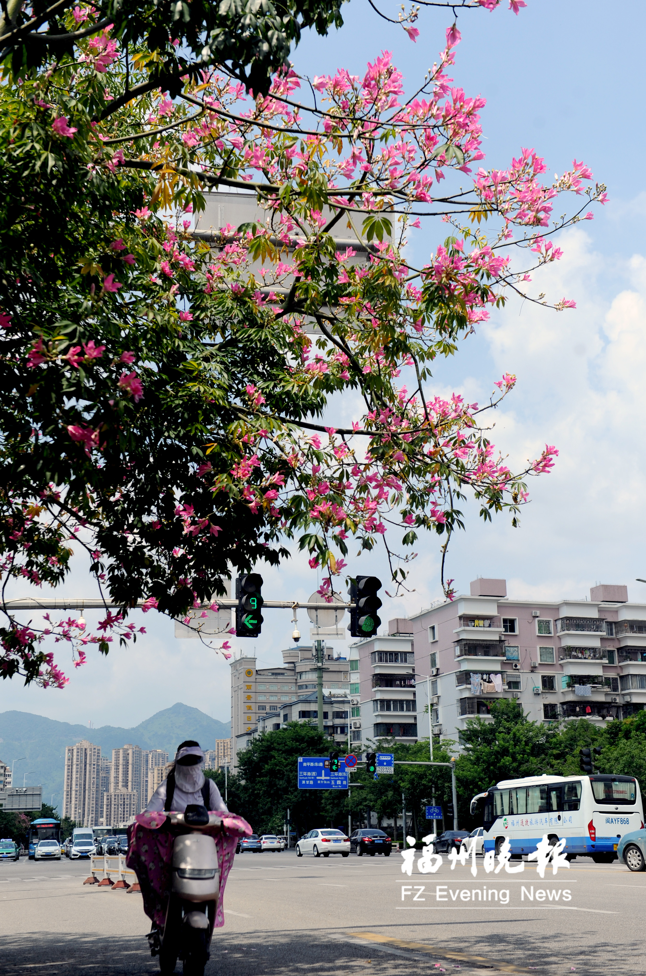 美麗異木棉提早開花 福飛路呈現別樣美景