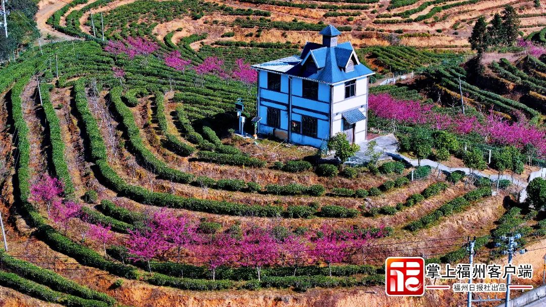 福州版“永福櫻花園”！錯峰盛開！