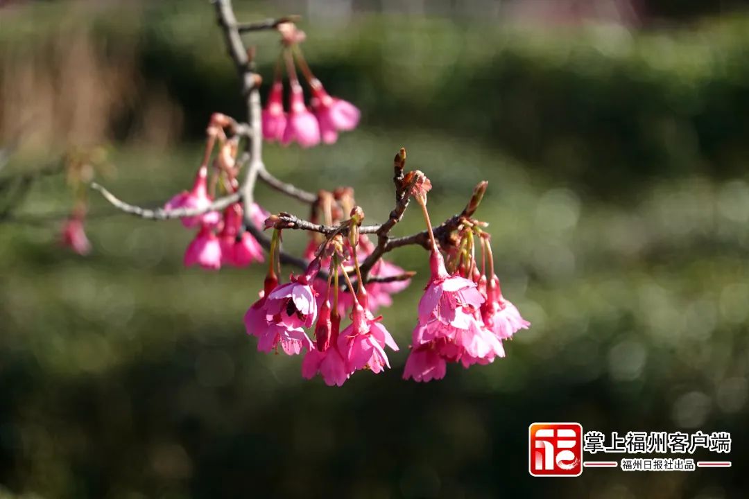 福州版“永福櫻花園”！錯峰盛開！