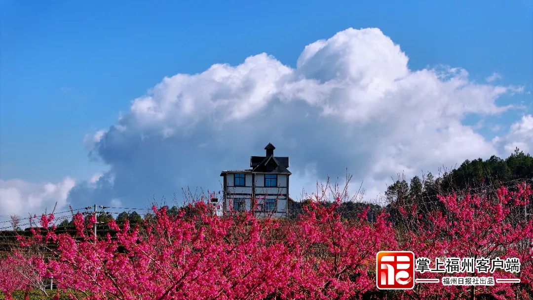 福州版“永福櫻花園”！錯峰盛開！