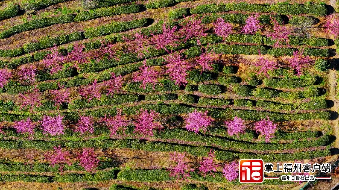 福州版“永福櫻花園”！錯峰盛開！