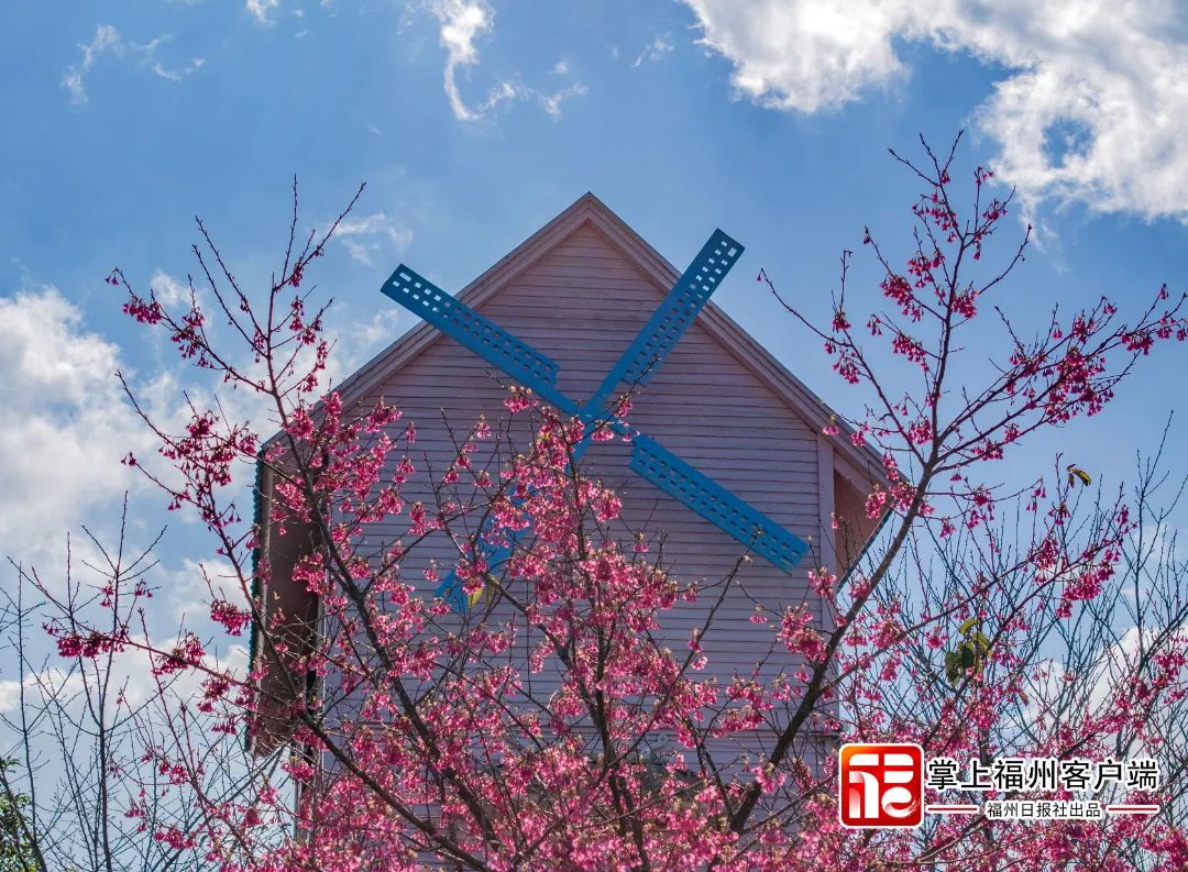 福州版“永福櫻花園”！錯峰盛開！