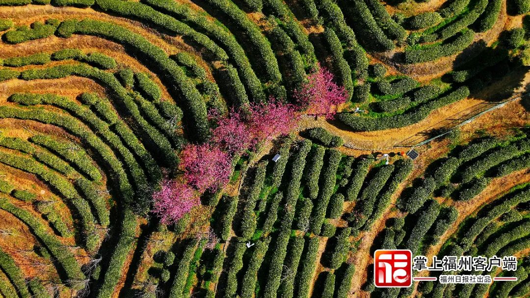 福州版“永福櫻花園”！錯峰盛開！