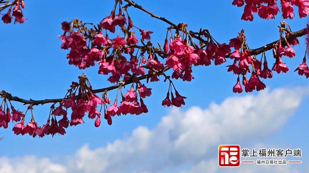 福州版“永福櫻花園”！錯峰盛開！