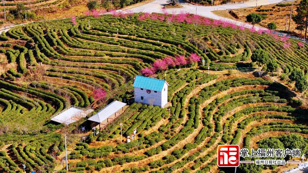 福州版“永福櫻花園”！錯峰盛開！