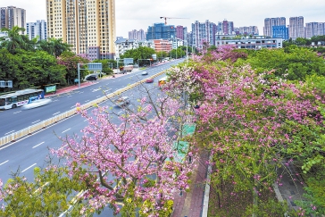 秋天啥顏色？“美人”“君子”告訴你  福州這些道路、公園風景如畫