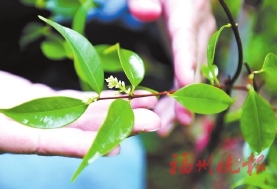 珍稀瀕危動植物，在福州“生活”得好不好？