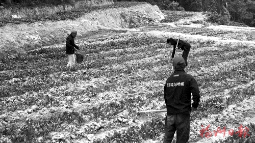 激活鄉村　點亮“孤島”  村企共建在北峰山區收獲共贏果實