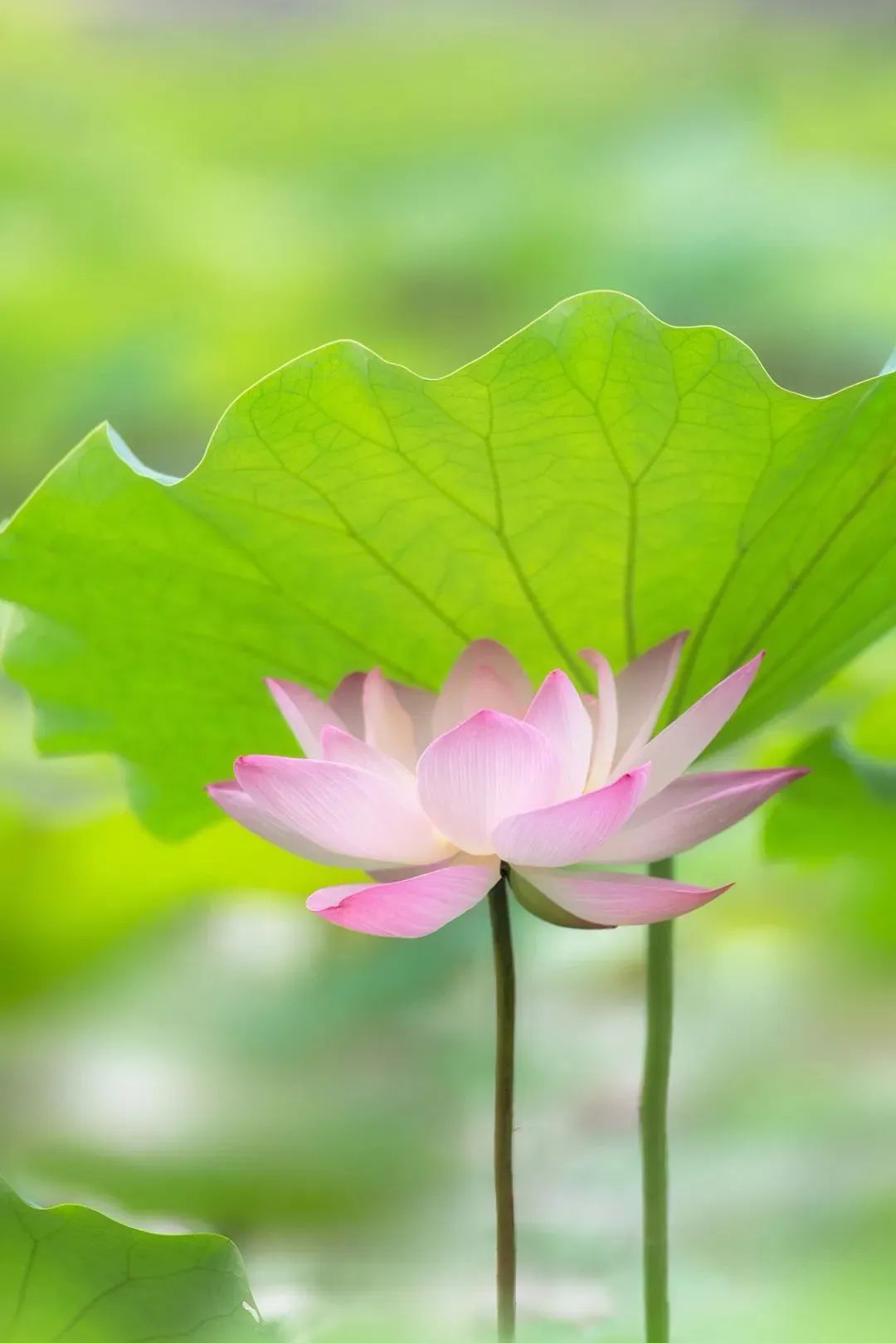 【網絡中國節?芒種】今日芒種