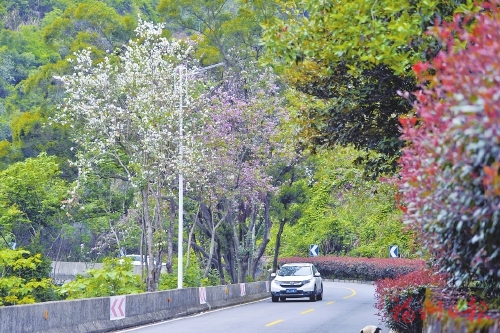鼓嶺花事正盛　“最美花道”迎客