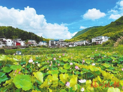 北峰賞荷避暑　正當時