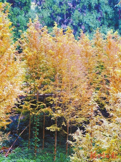 上鼓嶺　賞秋葉