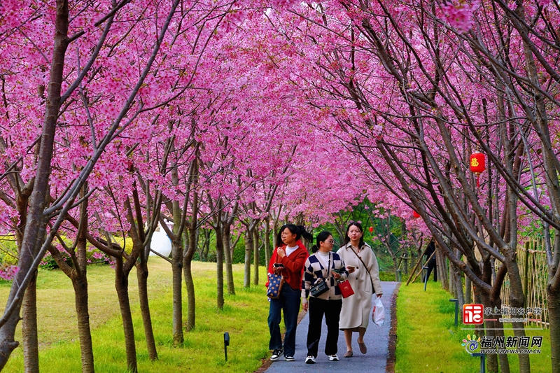 2024年全省春天賞櫻網紅打卡點名單出爐，福州五地入圍