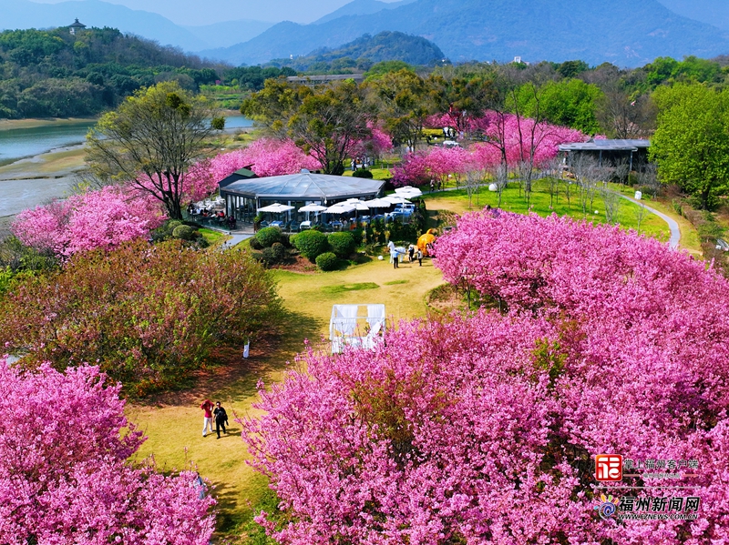 2024年全省春天賞櫻網紅打卡點名單出爐，福州五地入圍