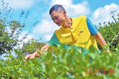 梯田茶山、露營地、桂花主題公園……觸手可及  晉安彌高村的詩意棲居夢