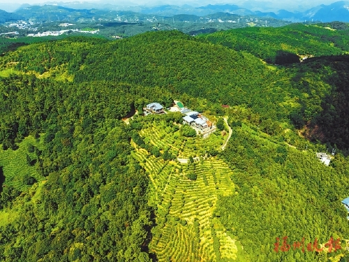 梯田茶山、露營地、桂花主題公園……觸手可及  晉安彌高村的詩意棲居夢