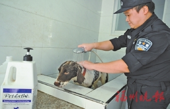 搜爆是能手，安保當先鋒，破案成利器……  福州警犬“神一樣的隊友”練成記
