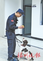 搜爆是能手，安保當先鋒，破案成利器……  福州警犬“神一樣的隊友”練成記