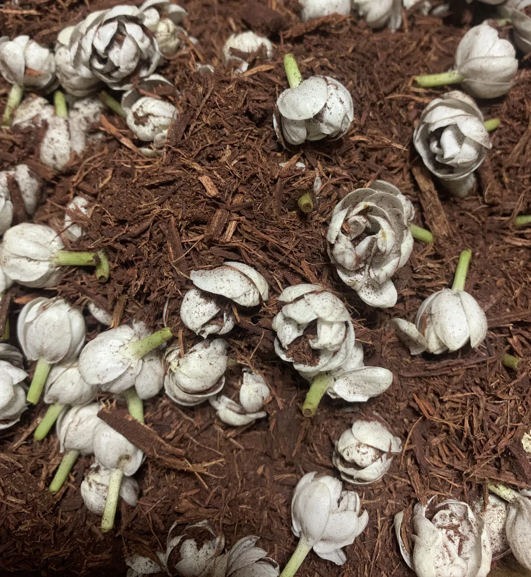 來晉安，賞非遺！