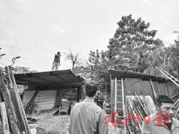 市區違建雞鴨棚　執法人員上門拆除