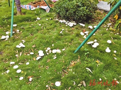 紫陽地鐵站附近　野生蘑菇冒出來  