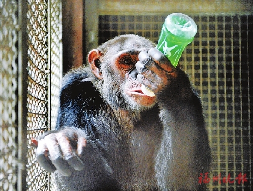 福州動物園，動物們如何避暑