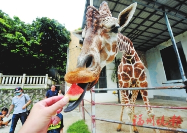 福州動物園，動物們如何避暑