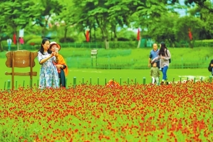 “地圖”打開來　雙節賞花去