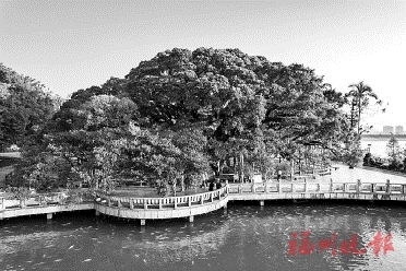 今年出臺新規(guī)加大保護力度  福州古樹名木保護數(shù)量超萬株