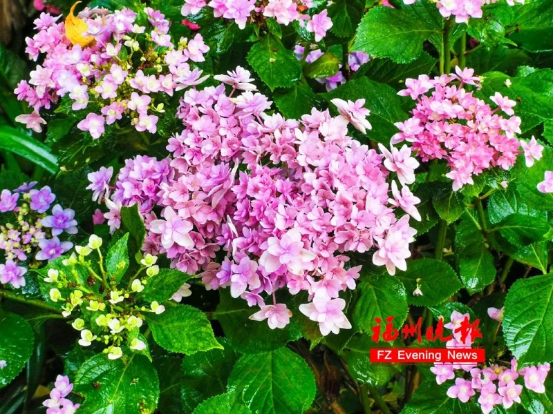 鼓嶺11萬(wàn)株繡球花爭(zhēng)奇斗艷