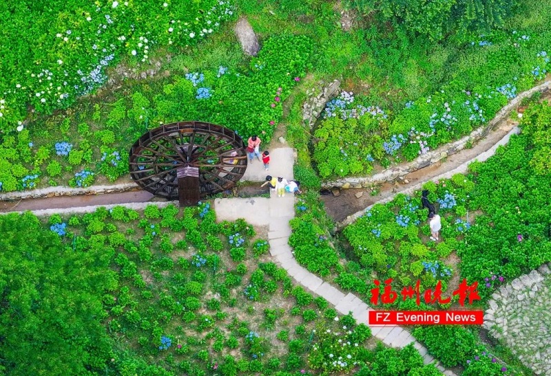 鼓嶺11萬(wàn)株繡球花爭(zhēng)奇斗艷