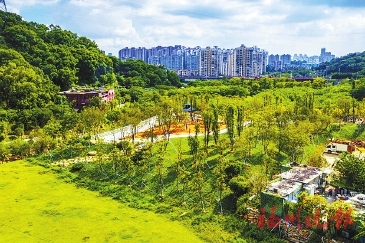 “蹬”去亂草雜物　“理”出溪亭景觀