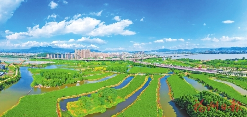 福州茉莉花茶闖出振興之路 去年全產業鏈產值超五十八億元