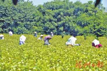 福州茉莉花茶闖出振興之路 去年全產業鏈產值超五十八億元