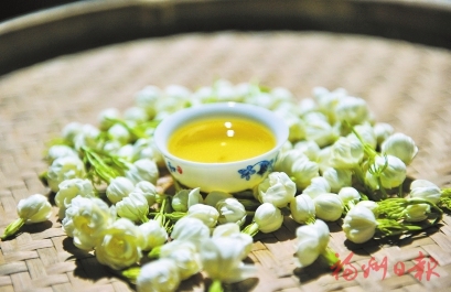 福州茉莉花茶闖出振興之路 去年全產業鏈產值超五十八億元