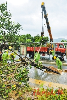 黨建引領強活力　對標先進創模范  市園林中心為城市綠化提“顏”增“質”
