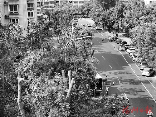 城區多條道路行道樹“理發”引發市民討論  三問樹木修剪　為你釋疑解惑
