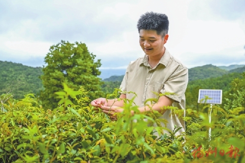 走近福州“新農(nóng)人”系列報(bào)道之一  老茶園里的“新茶經(jīng)”  ——茶學(xué)碩士讓茶葉“年輕”起來(lái)