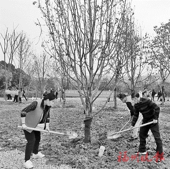 義務植樹　為晉安湖增綠添彩